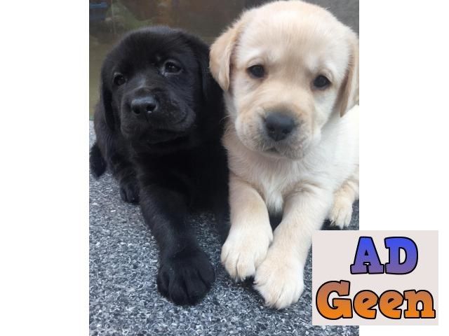used BEATIFUL LABBRADOR RETRIEVER PUPPIES AVAILABLE FOR SALE for sale 